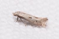 Elachista biatomella