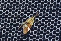 Alabonia geoffrella