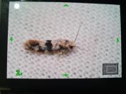 Infurcitinea atrifasciella