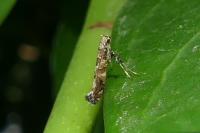 Gracillaria syringella