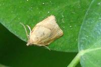 Clepsis consimilana