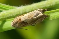 Eucosma gr. cana