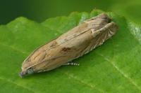 Eucosma gr. cana