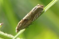 Eucosma gr. cana