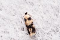 Etainia decentella
