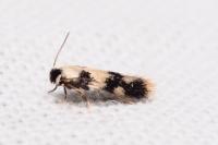 Etainia decentella