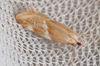 Orophia sordidella