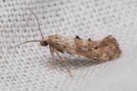Epermenia ochreomaculella