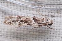 Parachronistis albiceps