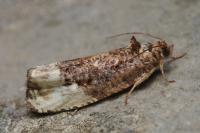Hedya nubiferana