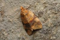 Epagoge grotiana