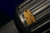 Agonopterix subpropinquella