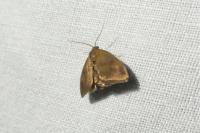 Heterogenea asella