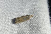 Bactra lancealana