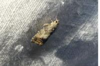 Cydia splendana