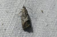 Cydia splendana