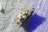 Zeiraphera isertana