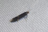 Oxypteryx atrella