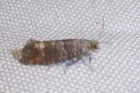 Clavigesta sylvestrana