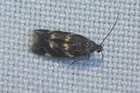 Elachista atricomella
