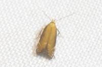 Monochroa cytisella