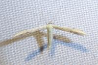 Adaina microdactyla