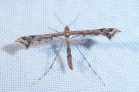 Amblyptilia acanthadactyla
