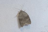 Acleris sparsana