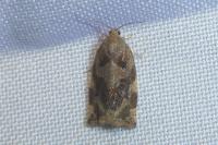 Archips xylosteana