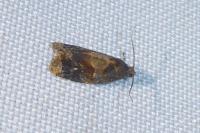 Ditula angustiorana