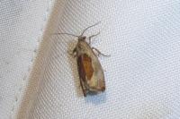 Epinotia solandriana