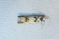 Eucosma campoliliana