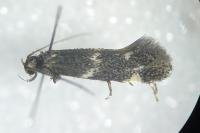 Elachista atricomella