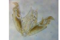 Stenoptilia zophodactyla