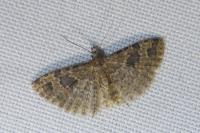 Alucita hexadactyla