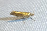 Argyresthia brockeella