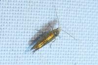 Argyresthia brockeella