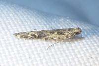 Batrachedra praeangusta