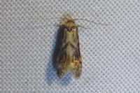 Blastobasis adustella