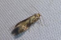Blastobasis adustella