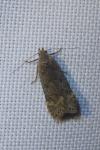 Anacampsis populella