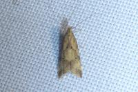 Brachmia blandella