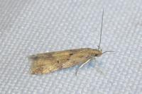 Brachmia blandella