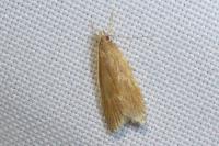 Helcystogramma rufescens