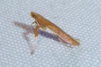 Caloptilia