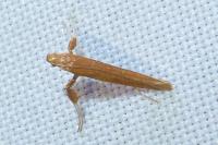 Caloptilia