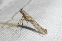 Caloptilia cuculipennella