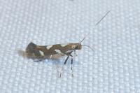 Calybites phasianipennella