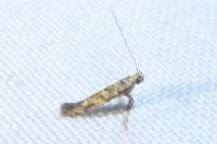 Gracillaria syringella