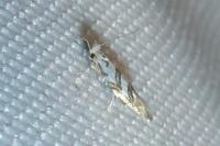 Phyllonorycter geniculella